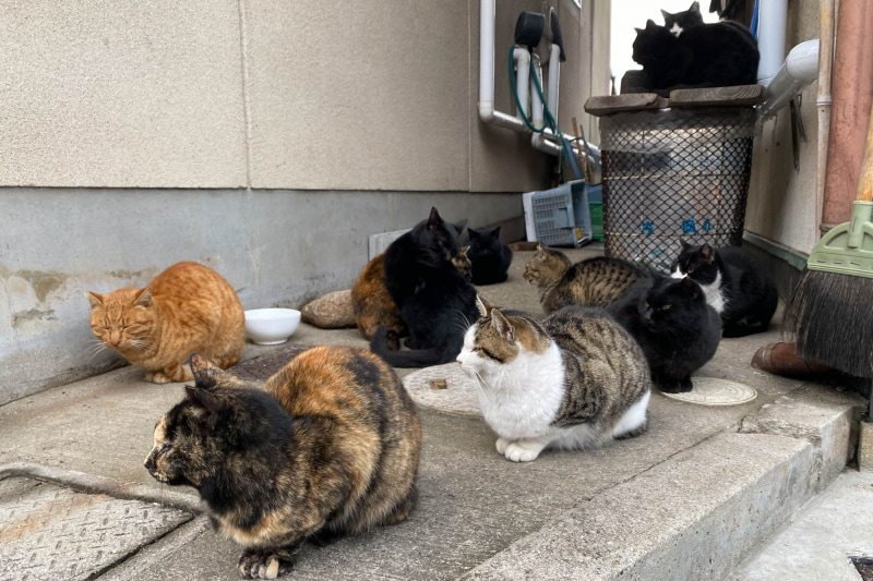 真鍋島には猫がたくさん居るが、基本的にみんな「さくら耳」の避妊手術済み