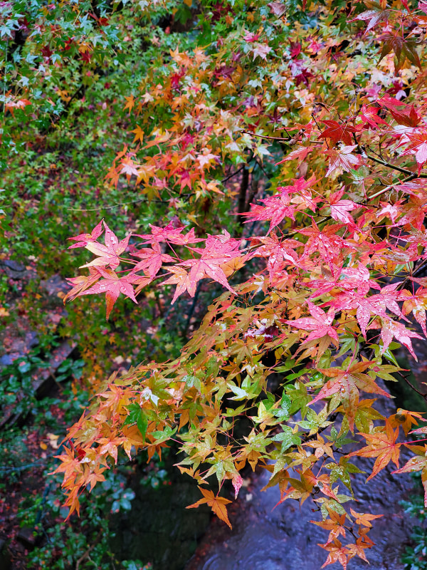 東福寺の紅葉。雨が降りましたが、その分、紅葉が艶めきました！