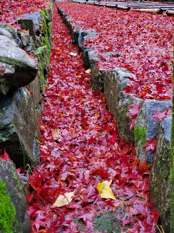 毘沙門堂の敷き紅葉は本当に真っ赤でした