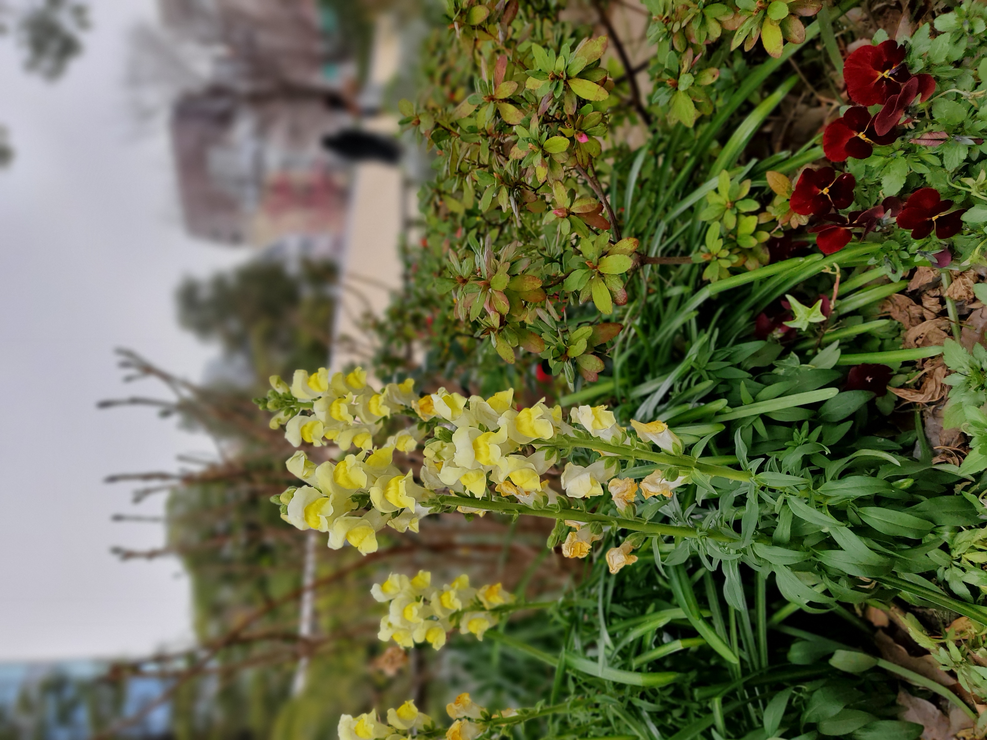 ライブフォーカスで撮影