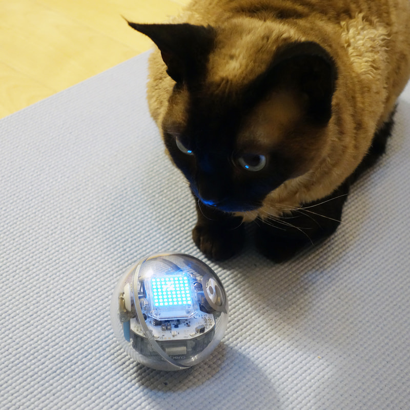 動き回る丸い不審物に「なんやねん」とでも言いたげな弊宅の猫