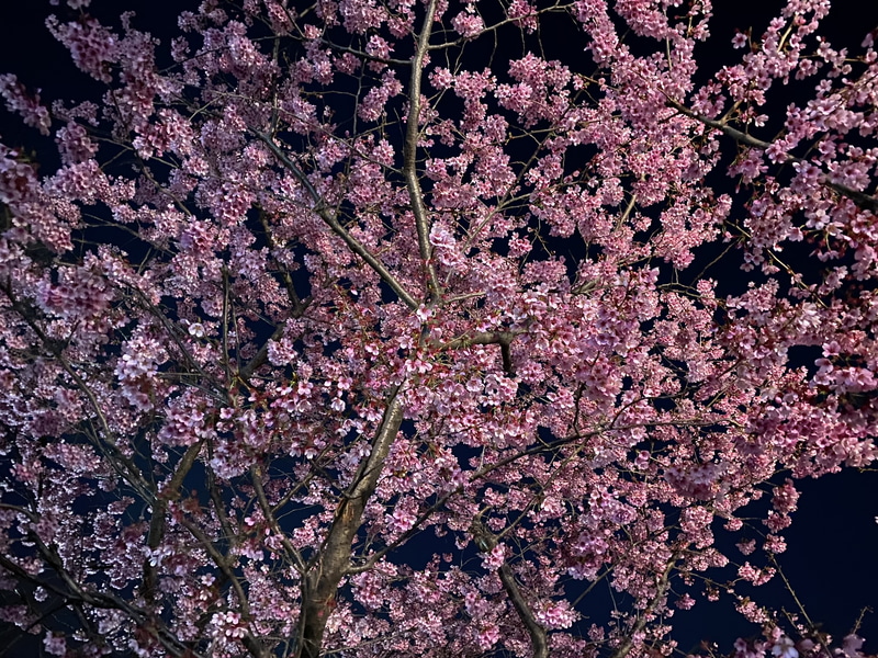 ナイトモードのあるときとないとき。明るさだけでなく色の鮮やかさも全然違って写るのがおもしろい