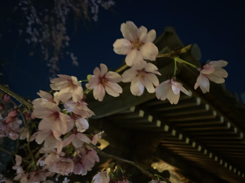 左からナイトモードオフ、ナイトモードオフ＋フラッシュ、ナイトモードオン。オフだと暗く手ぶれしているし、かといってフラッシュを使うと背景が真っ黒に。ナイトモードも手ぶれには注意が必要だが、背景まできれいに撮れる