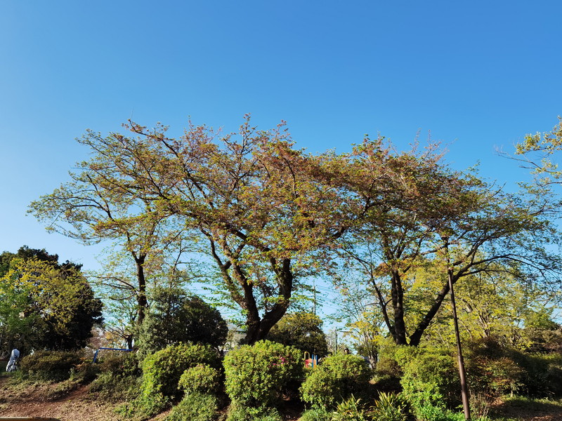 P40 Proの広角で撮影した公園