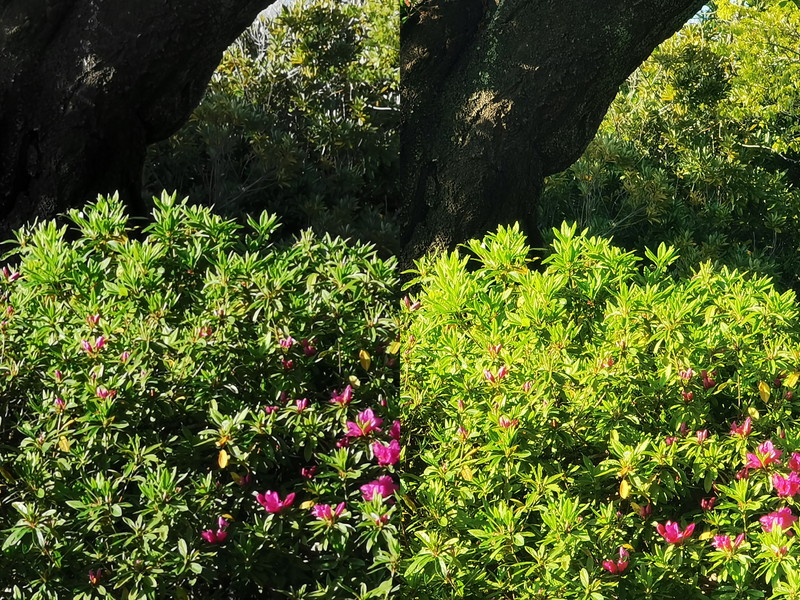 P30 Pro 10倍（左）、P40 Pro 10倍（右）