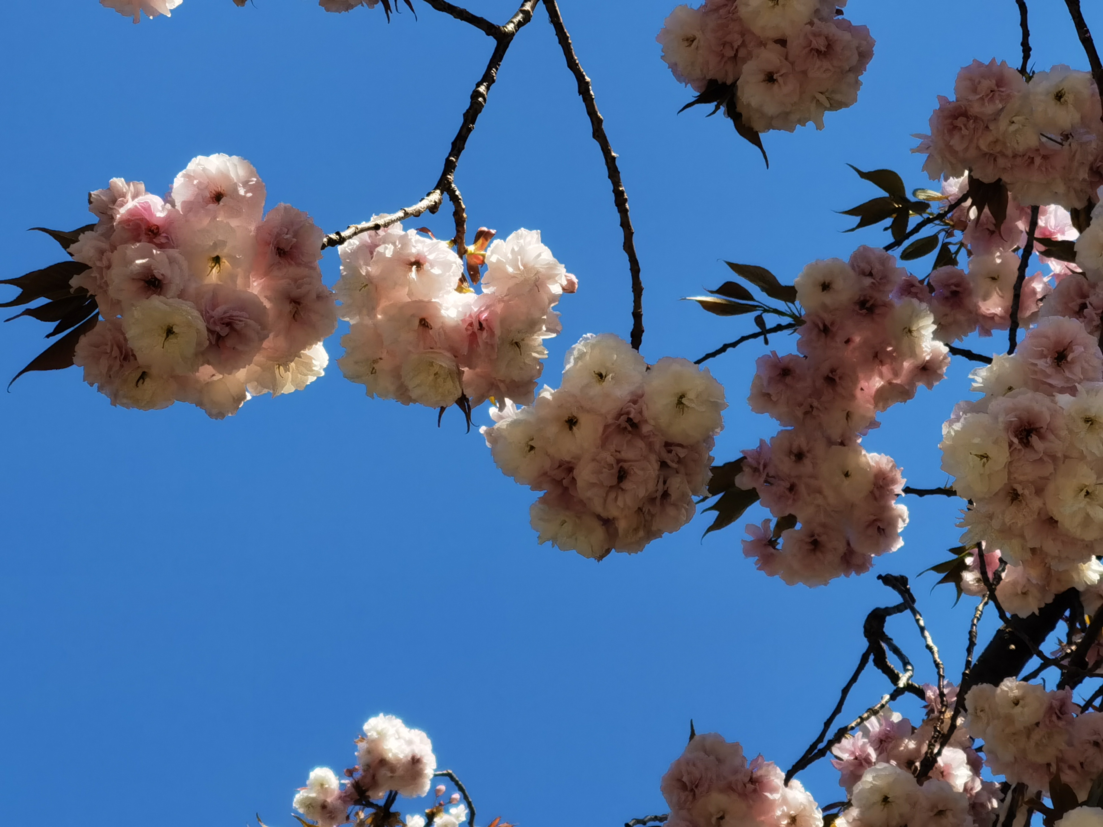 5倍のハイブリッドズームで八重桜。逆光だったので微妙な感じですが……。空の青さは期待通りでした。