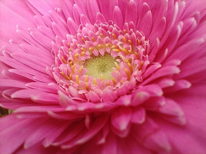 マクロカメラで花を撮影