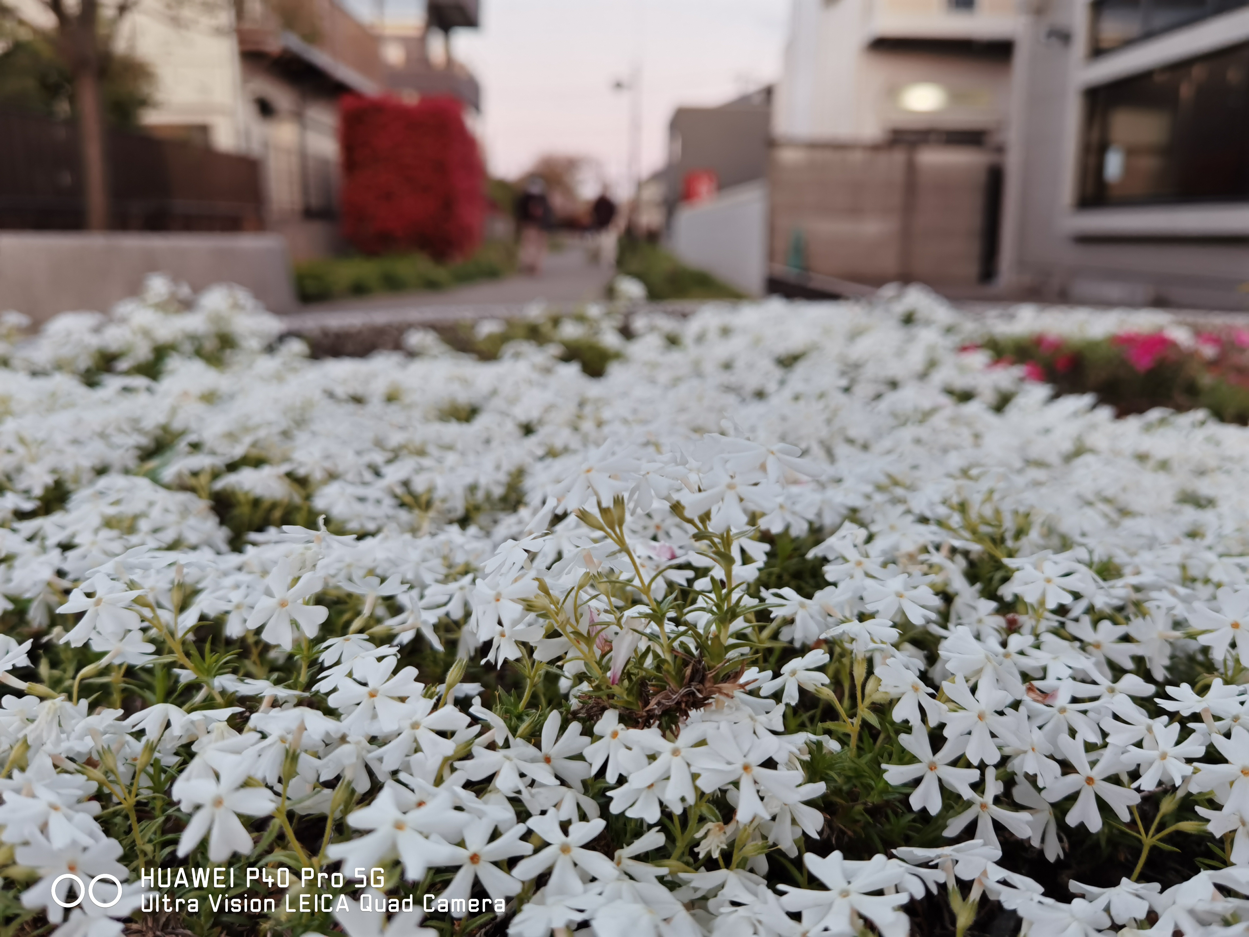 手前の花にピントを合わせ、背景をぼかした写真