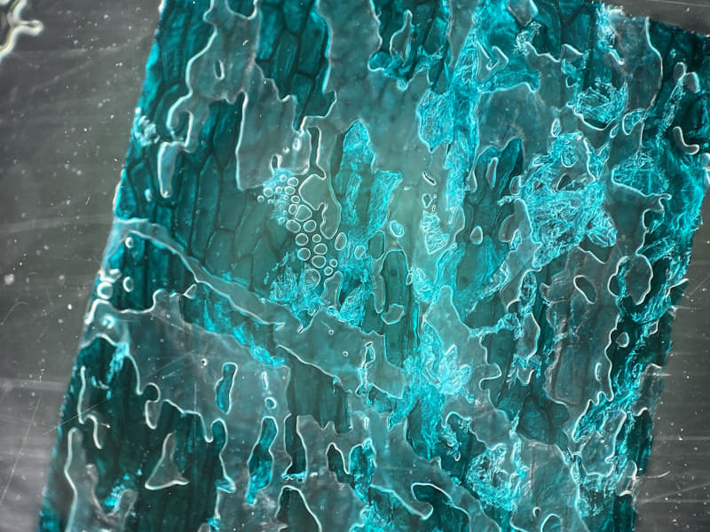 左は玉ねぎの表皮（染色）、右はヘチマの茎（染色）。透明の泡は恐らくプレパラートへ標本を接着している接着剤