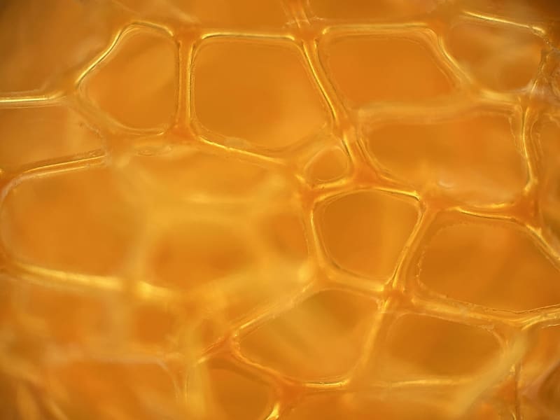 スポンジ。一部にしかピントが合わないが、実際に観察しているとスポンジの立体的な構造がよくわかっておもしろい