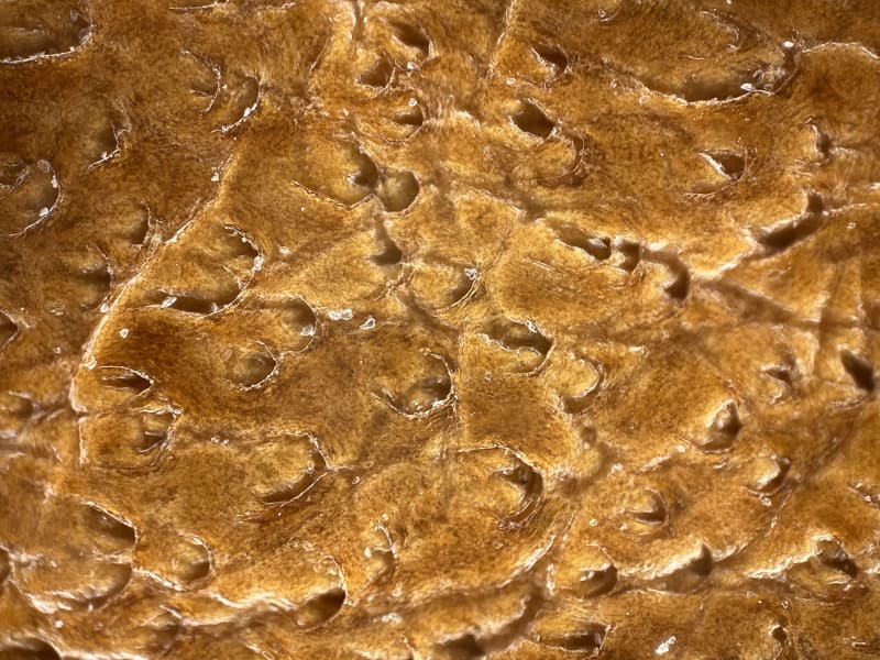 革製品。ぬめ革の表面にコーティングのようなものが施されている