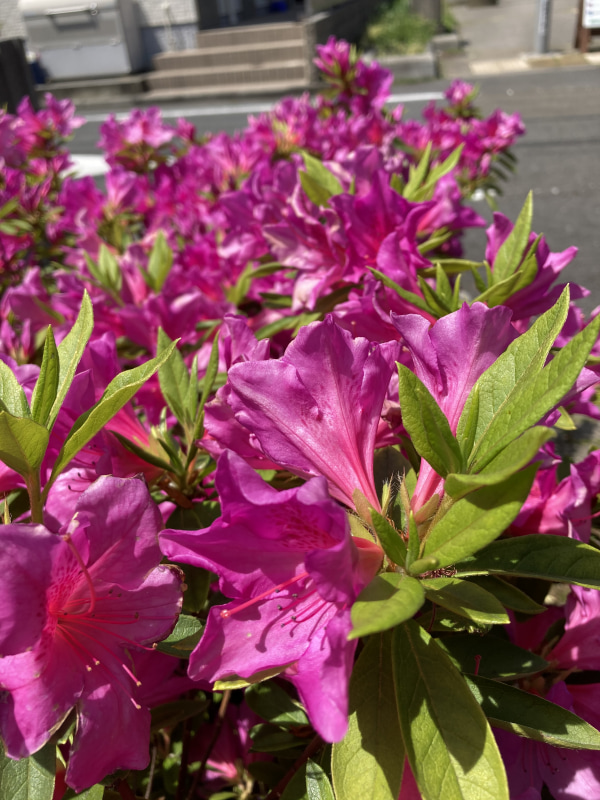 晴天下で花を撮影。色合いも自然で、後方の階段なども自然にボケている