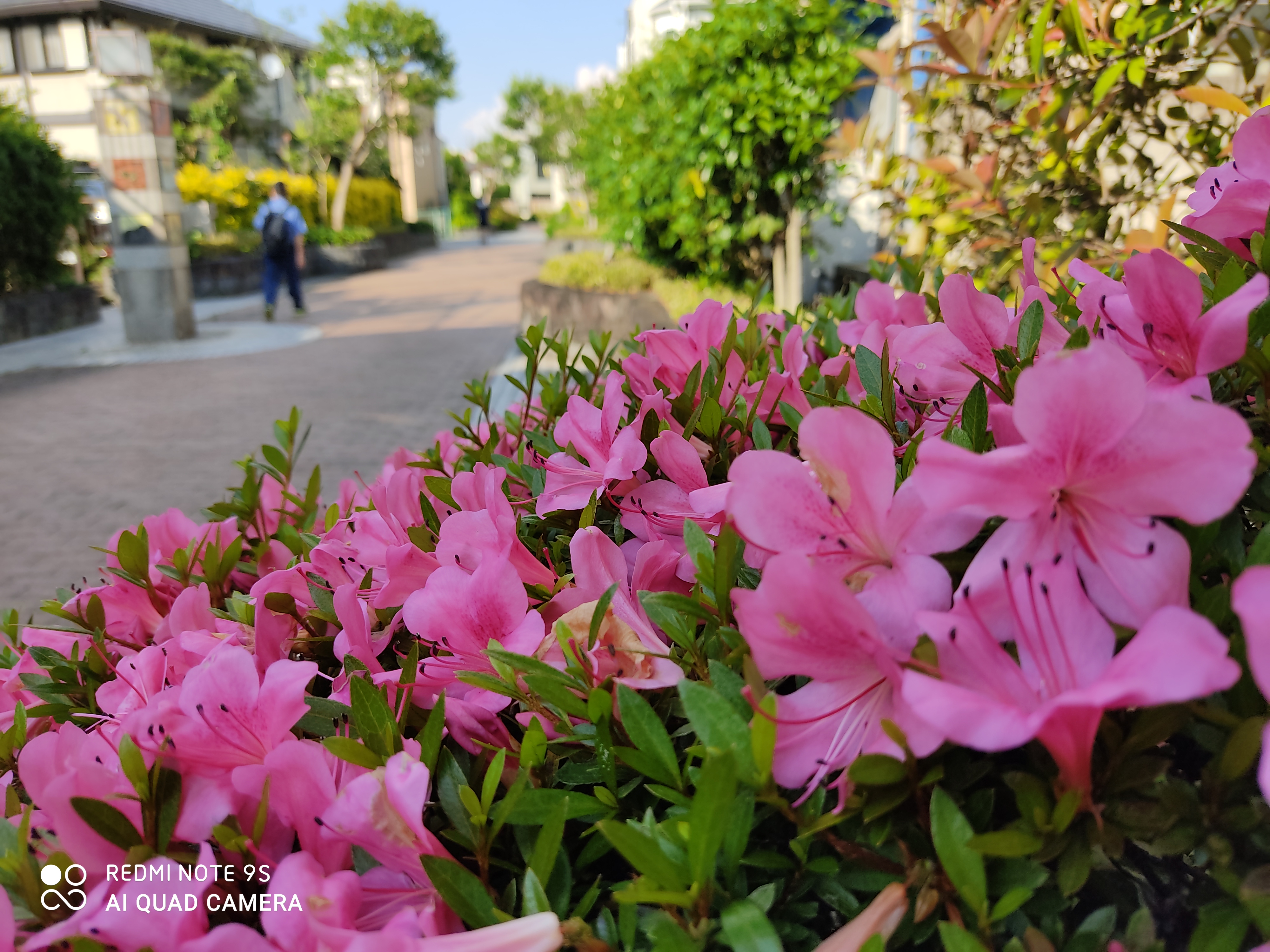花を撮影。何も調整していないが、うまく背景もぼけている