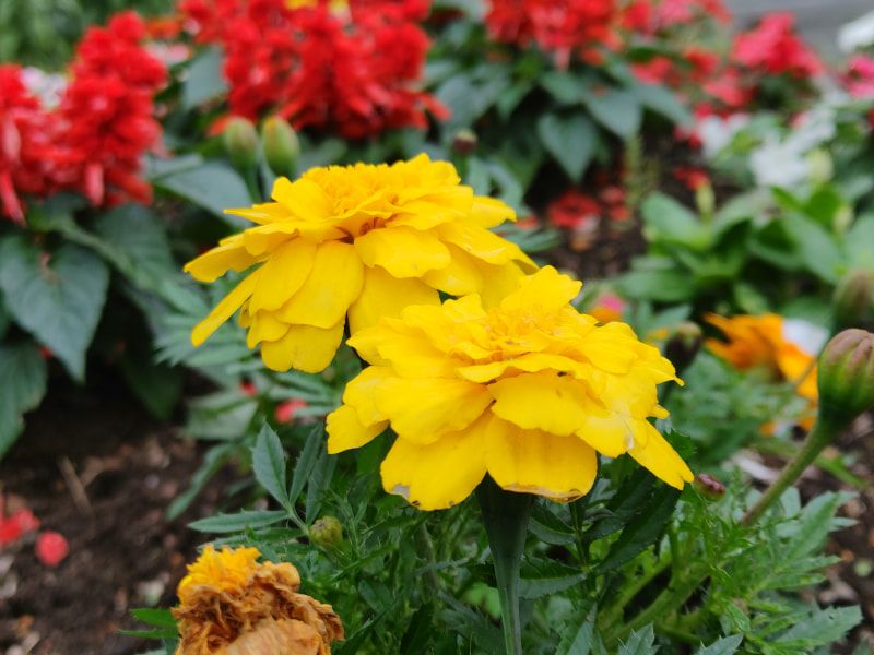 花を撮影。曇天だったが、背後の赤い花も含め、色はきれいに再現されている