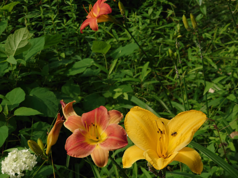 左から、35mm版換算焦点距離16mm、24mm、70mm。Pモードを使い、露出補正値を-0.67EVにし、他はカメラ任せで撮った写真（リサイズのみ）。こんな雰囲気で撮れたらいいナと思う色調に仕上がって満足だが、主要な被写体にしっかりピントを合わせてくれて驚いた（特に24mmと70mm）。AIの活躍なのか〜っ!?　ともあれ、AFが速いし的確で凄いゼ!!!