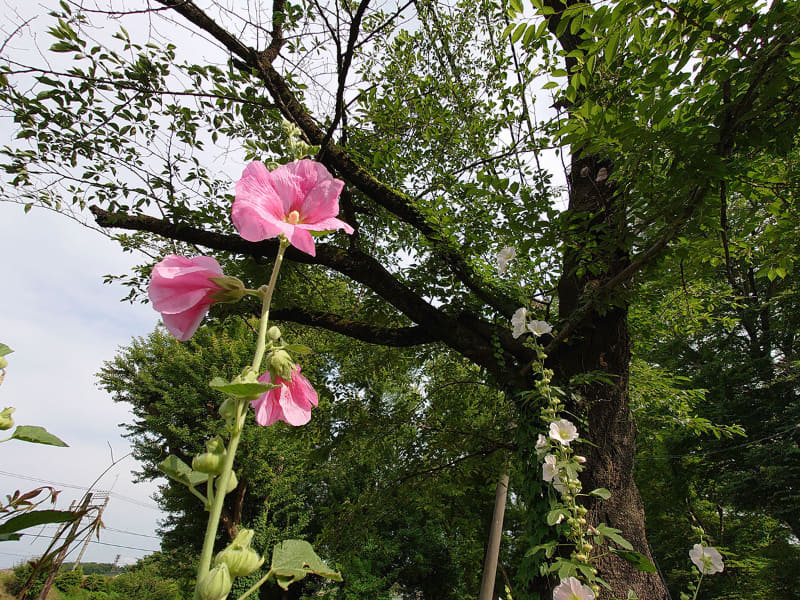 こちらも左から、35mm版換算焦点距離16mm、24mm、70mm。3つのレンズを使い、焦点距離（画角）を変えて同じ被写体を撮るのがミョーに楽しいXperia 1 II