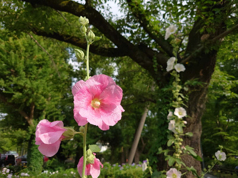 こちらも左から、35mm版換算焦点距離16mm、24mm、70mm。3つのレンズを使い、焦点距離（画角）を変えて同じ被写体を撮るのがミョーに楽しいXperia 1 II