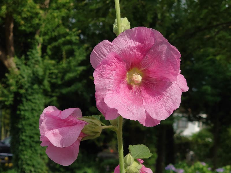 こちらも左から、35mm版換算焦点距離16mm、24mm、70mm。3つのレンズを使い、焦点距離（画角）を変えて同じ被写体を撮るのがミョーに楽しいXperia 1 II