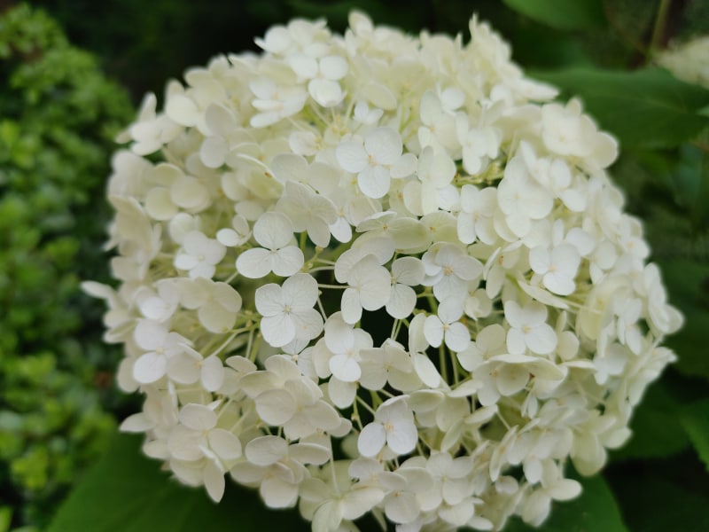 6400万画素カメラで撮影。9248×6936ピクセル、22.2MB