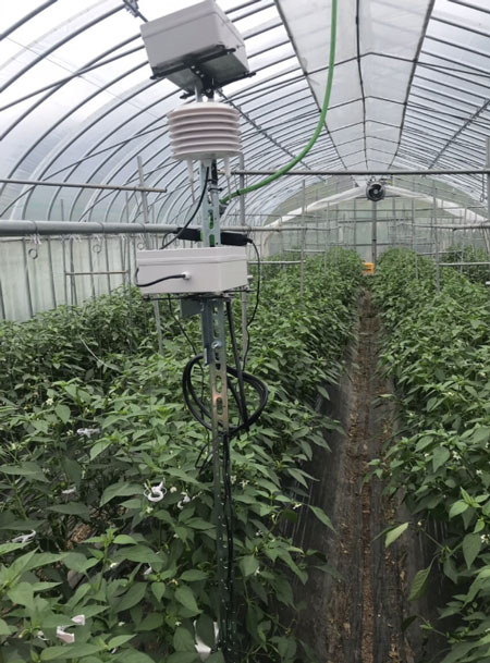 ビニールハウス内のセンサー