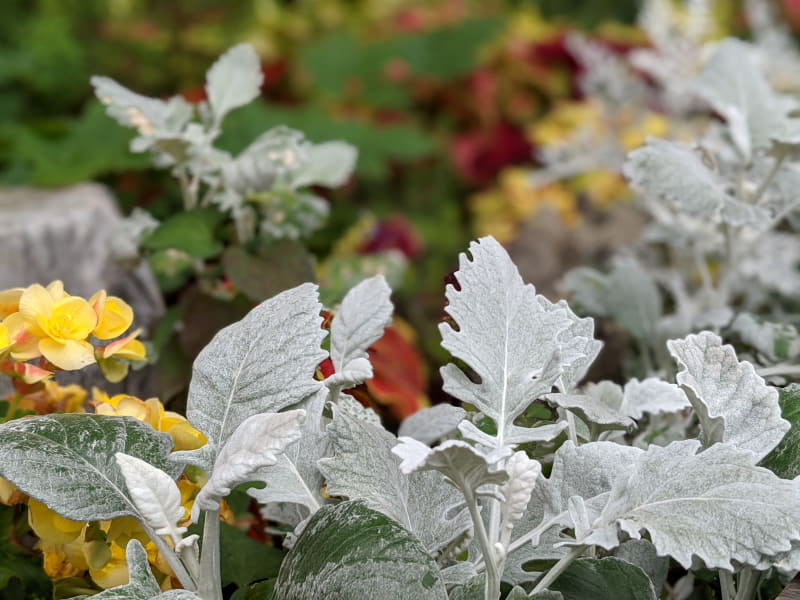 カメラモード（左）とポートレートモード（右）。背面のぼかしが効いている