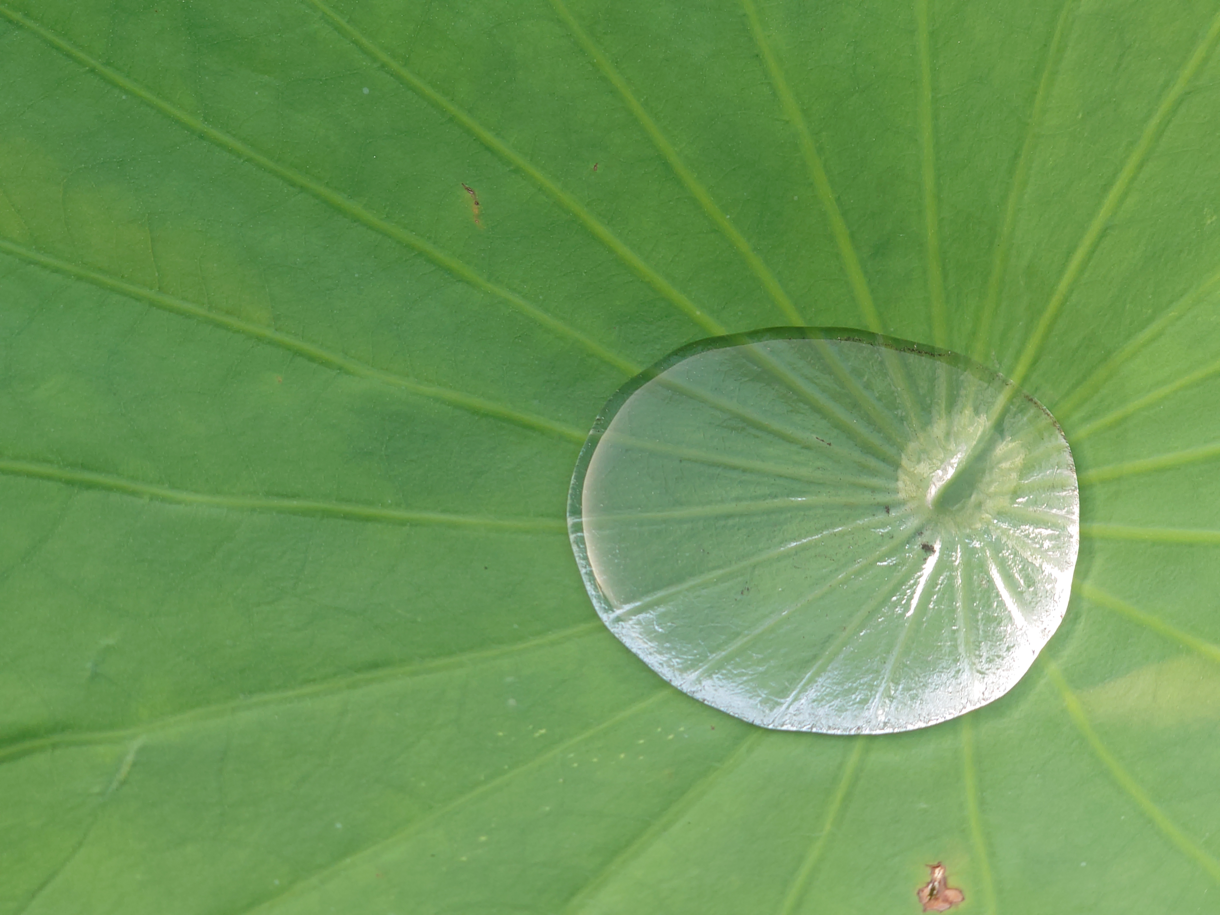 「Photography Pro」をカメラキー長押しで起動するように設定しておくといい。いい被写体が現れたときでも即座に撮影が可能になる。これが蓮の葉にたまった水を発見してとっさに撮影したカットだ