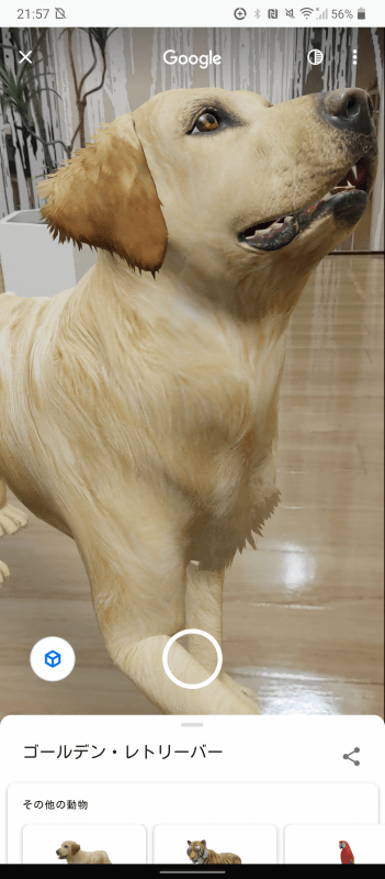 ゴールデンリトリバー