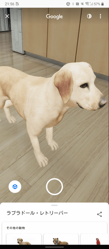実は「ラブラドールレトリバー」も登場する。ゴールデンリトリバーとよく似ているが、毛並みがちょっと違う