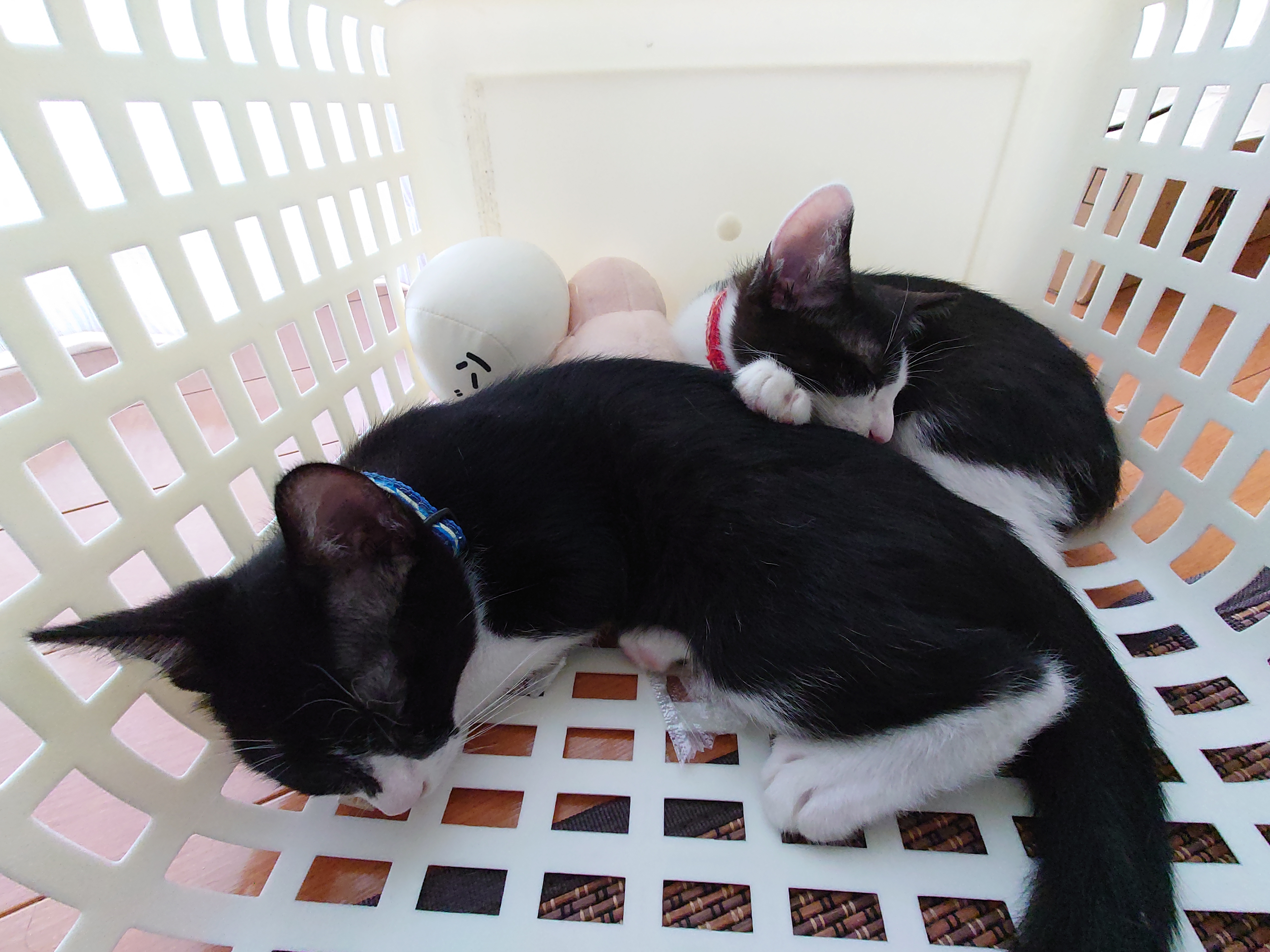 2匹の兄弟猫を飼い始めたので、Xperia 1 II撮影しまくっている