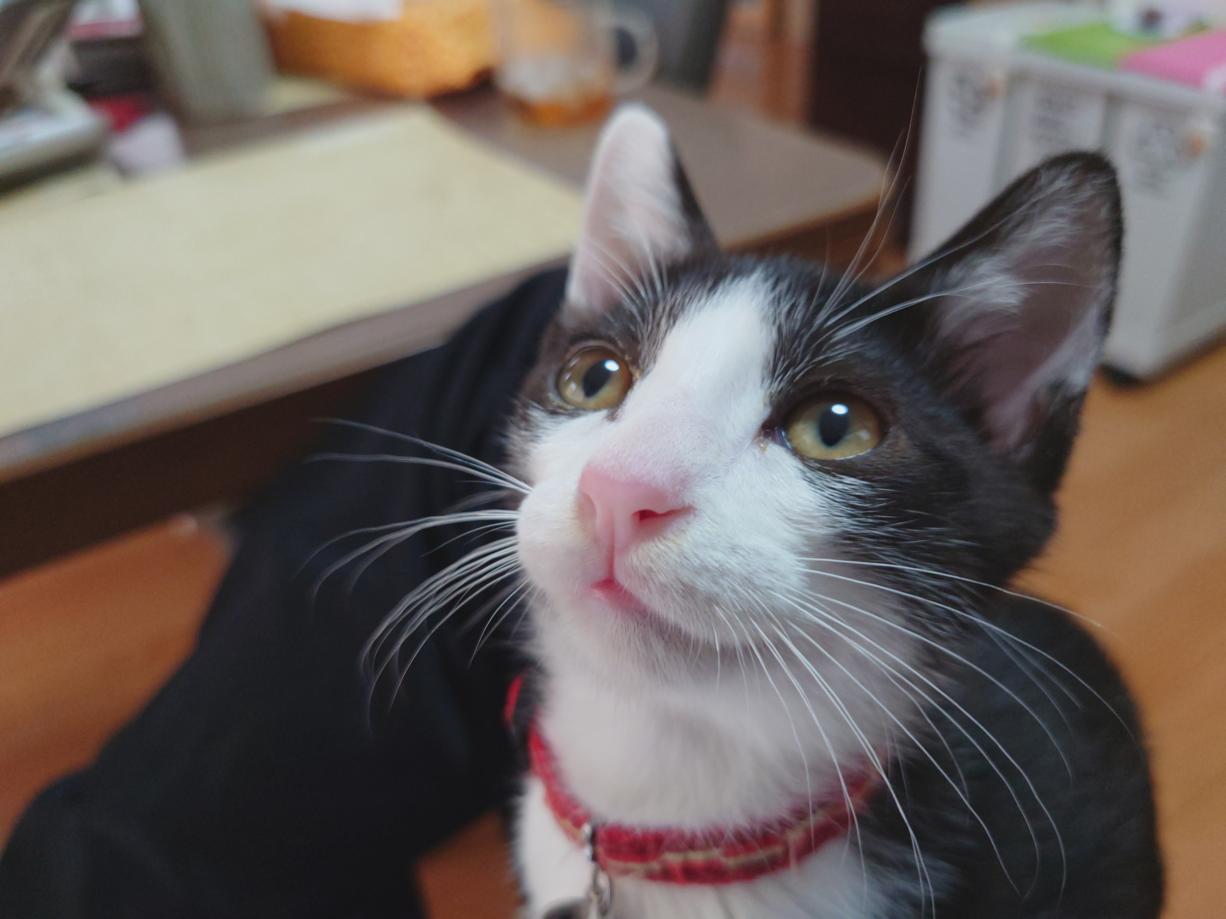 瞳AFをオンにして撮影。子猫の顔にしっかりピントがあっている