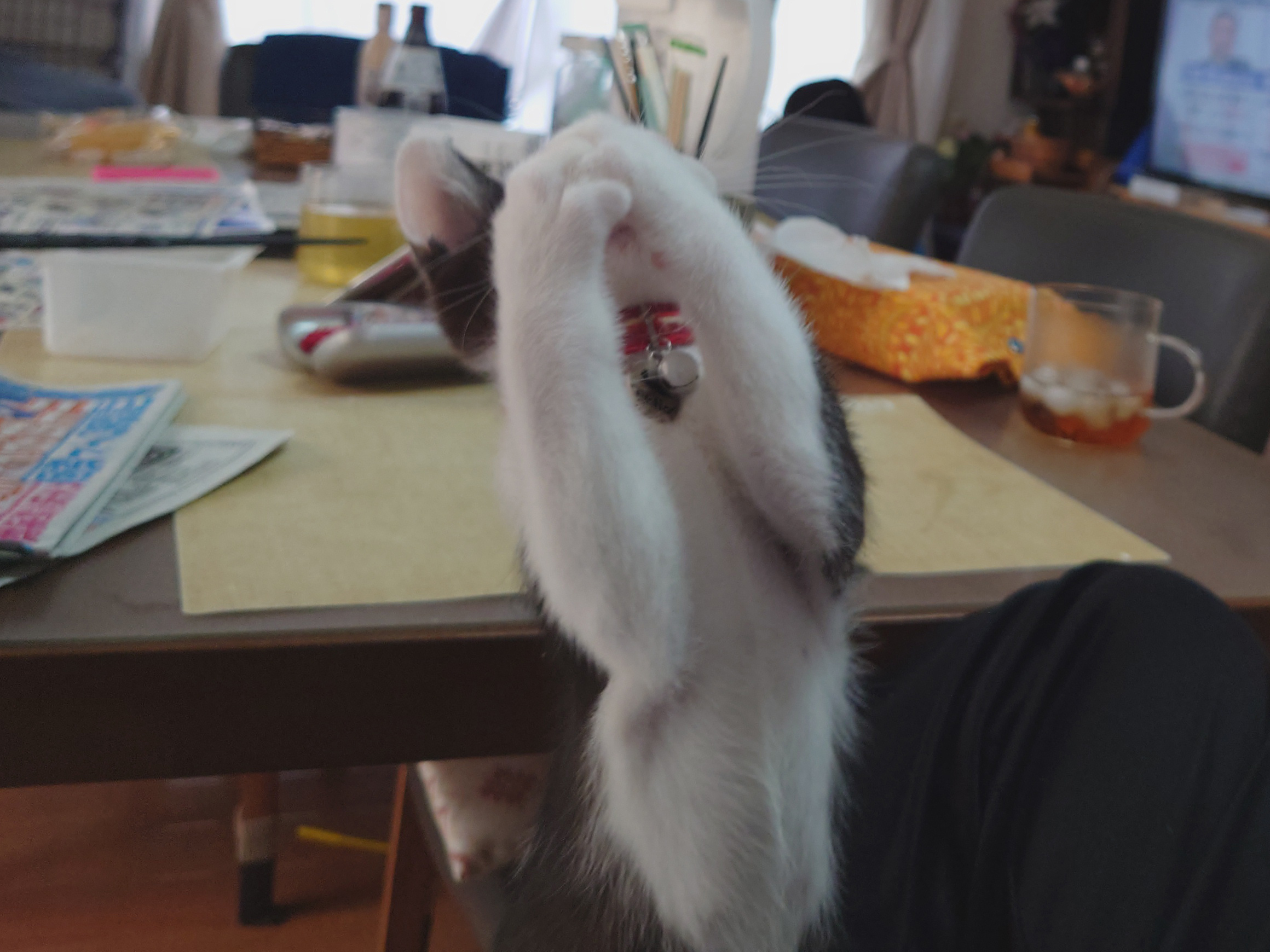 もうちょっと躍動感のあるバズりそうな作例を撮りたかった