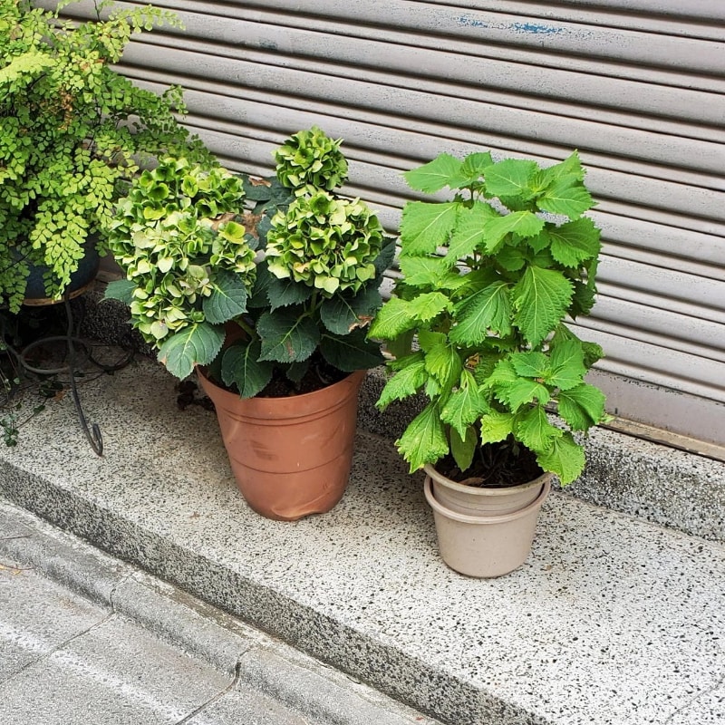 鍵の隠し場所としては、令和の時代も植木鉢の下はベストポジションだ