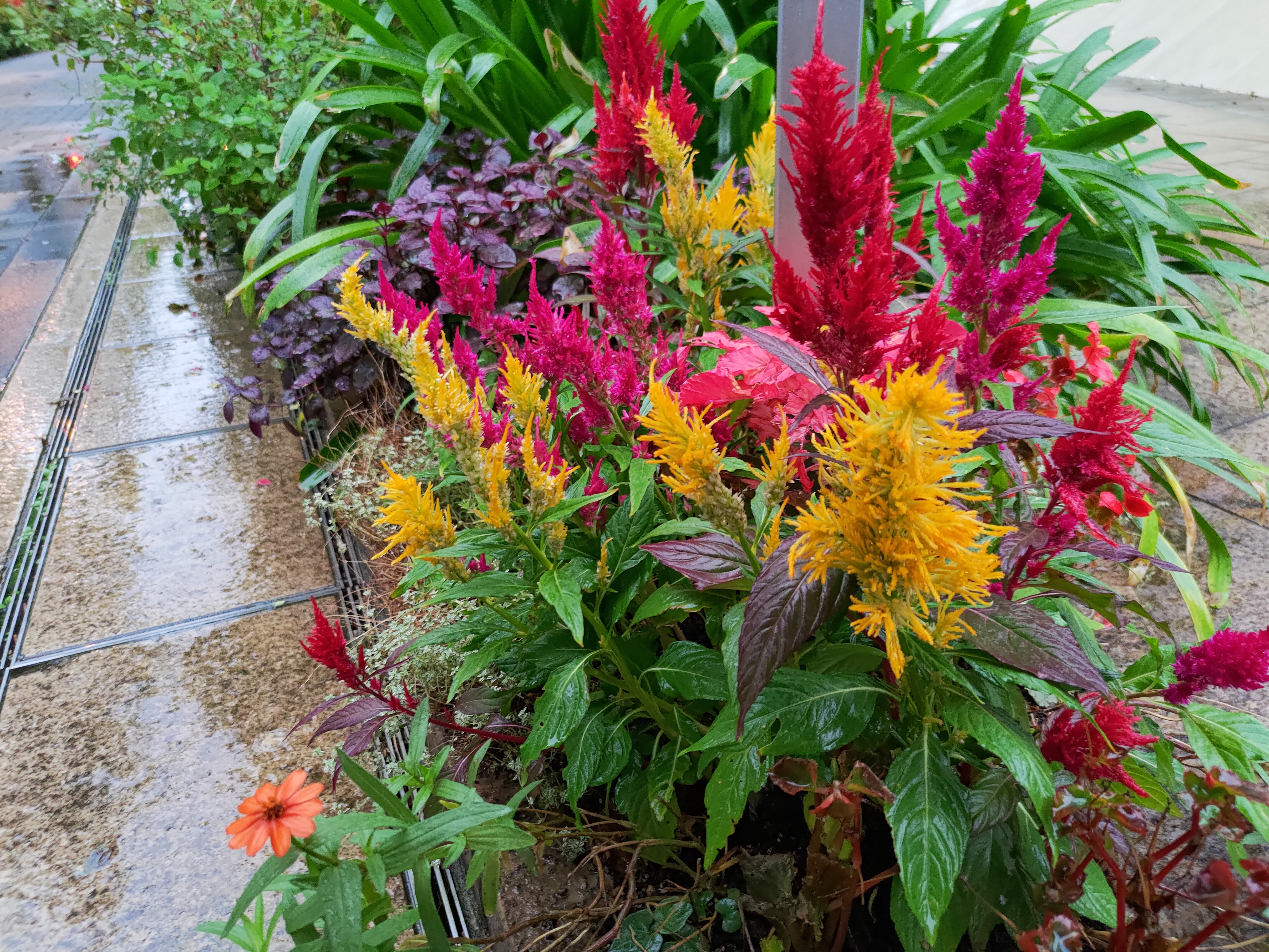 撮影日は残念ながら雨天