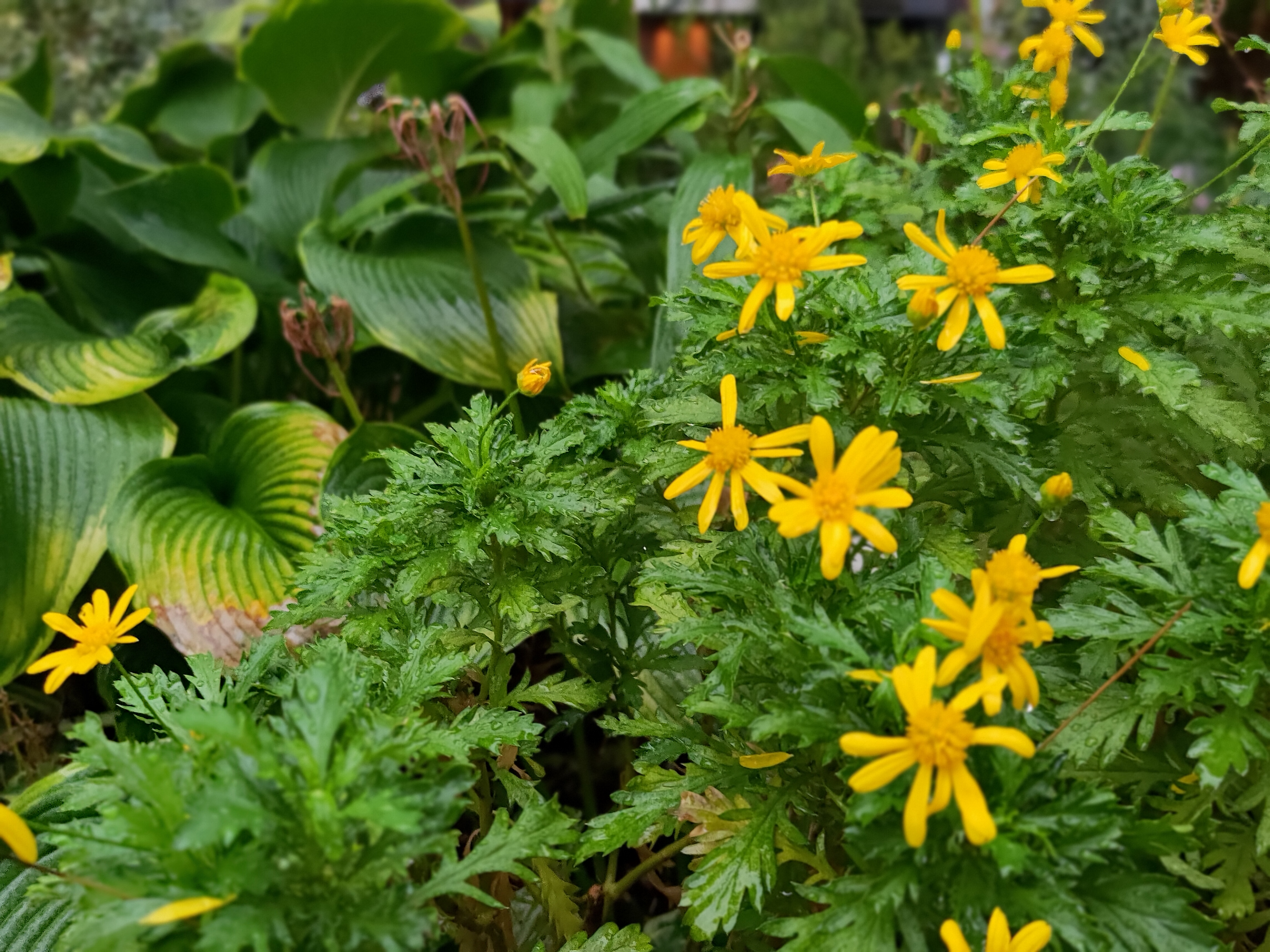 ポートレートモードで中心の花にピントを合わせる