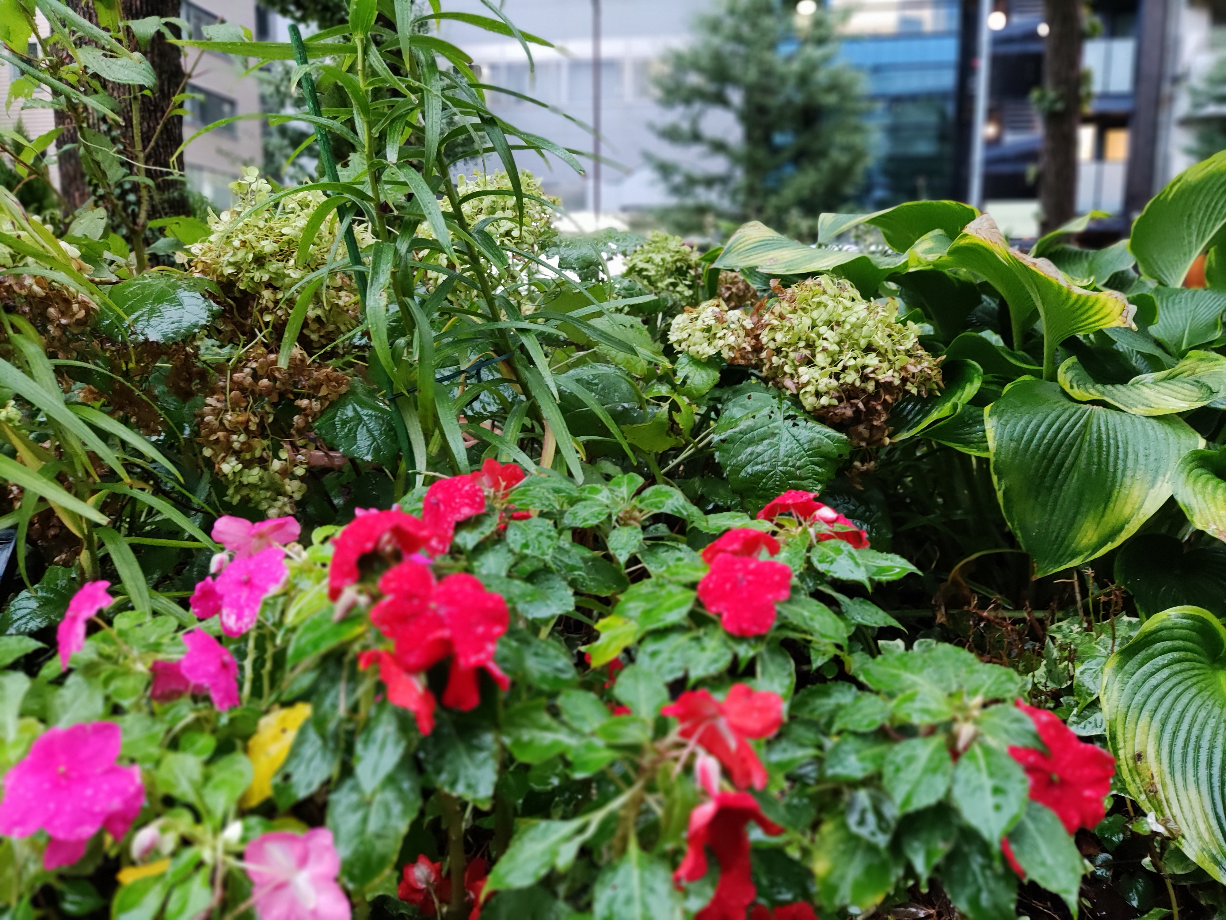 後ろの植物にピントをあわせたところ