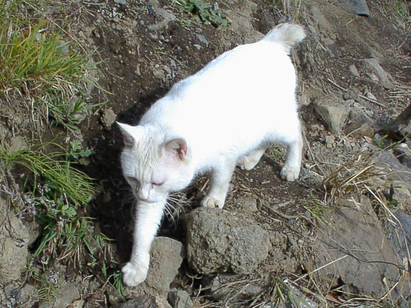 たとえばこんな猫の写真