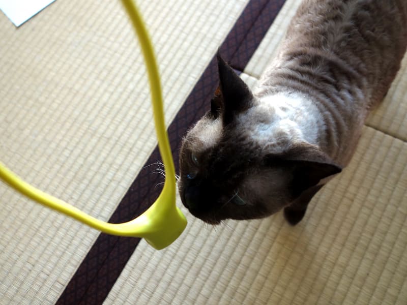 ぶらぶらさせていると、猫も釣れます。