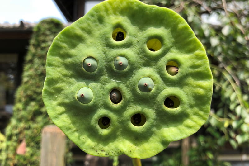 iPhone Xでは、Rakuten Miniに比べて色がパキッとしている