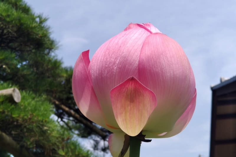 この日は薄曇りだったが、それぞれの色を強調しすぎることなくバランス良く表現できている。あくまでも個人的な感想だが