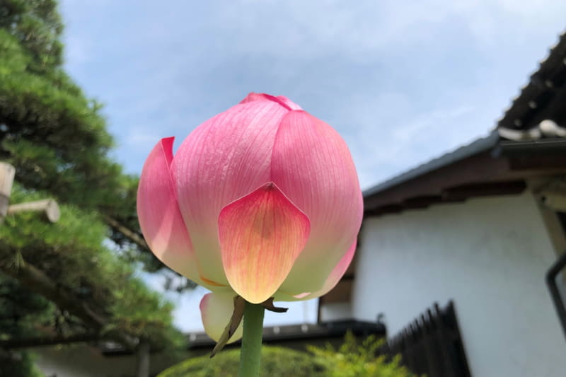iPhone Xでは、少し黄色みがかかっていて、ハスの花がこれを模した和菓子のように撮れてしまった。おいしそう