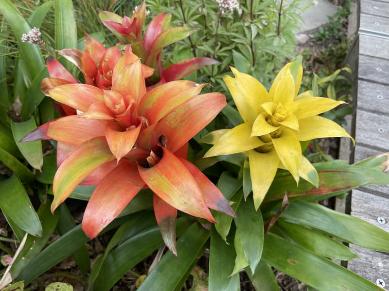 ポートレート（左）とカメラモード（右）。背景にぼけがきいている。