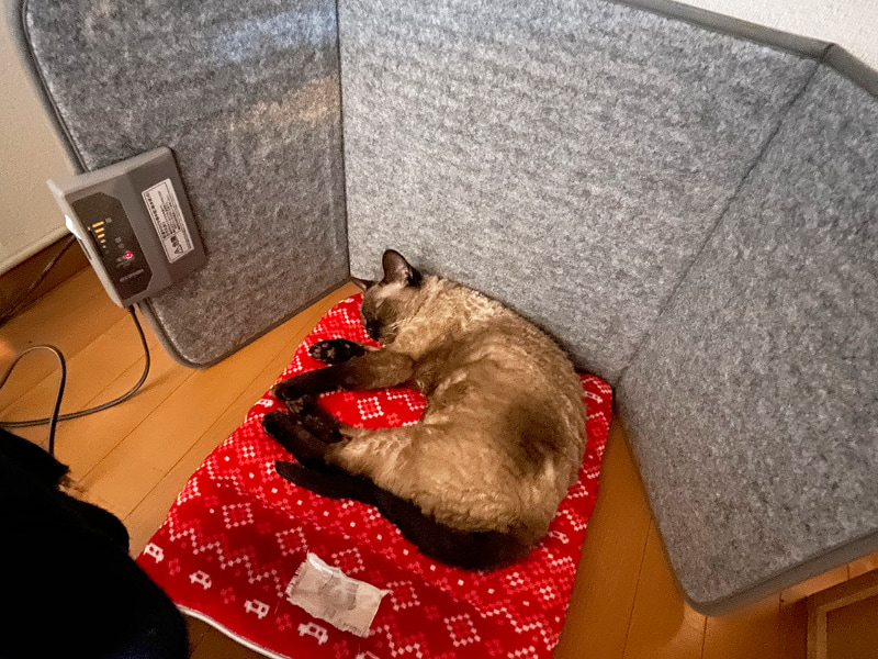 猫に一番いい場所を奪われるのは仕様です。和解しましょう。