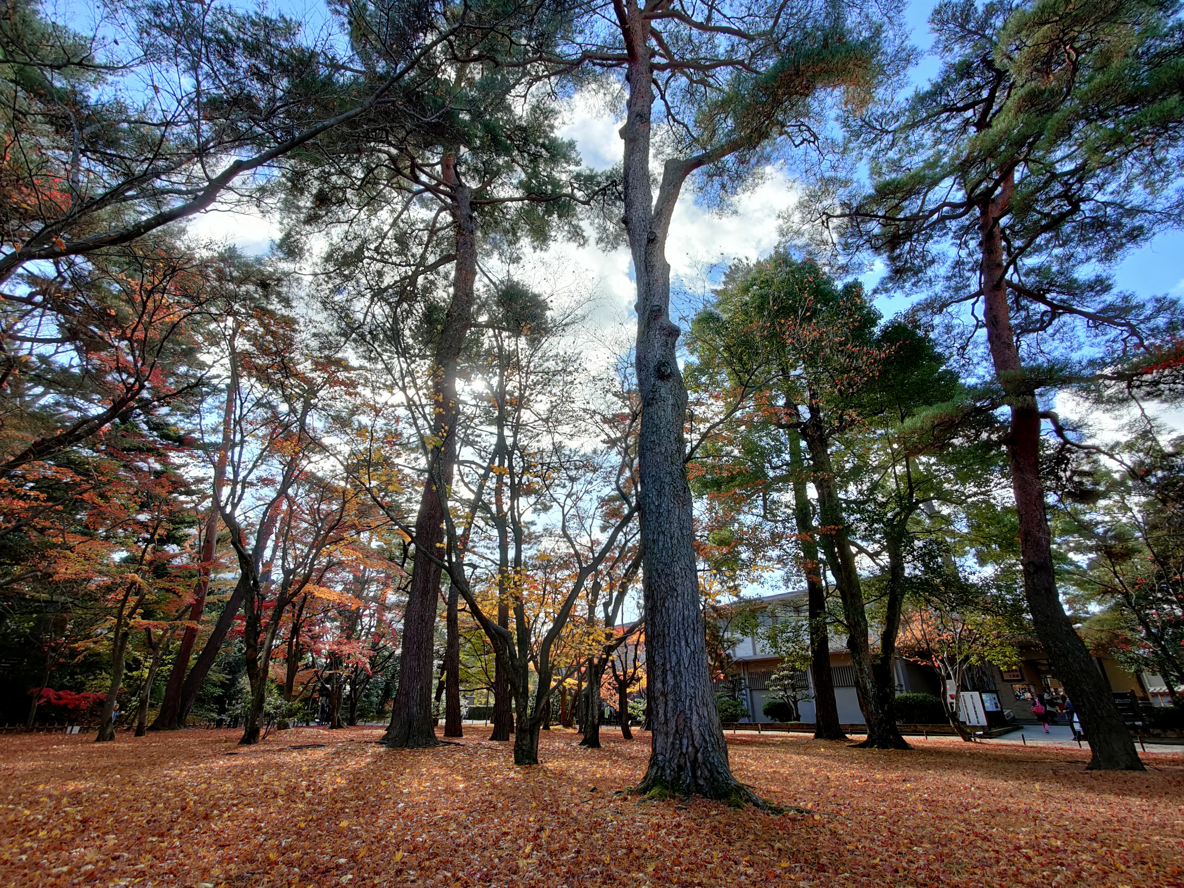 逆光でも明るくナチュラルな色調で撮影できた