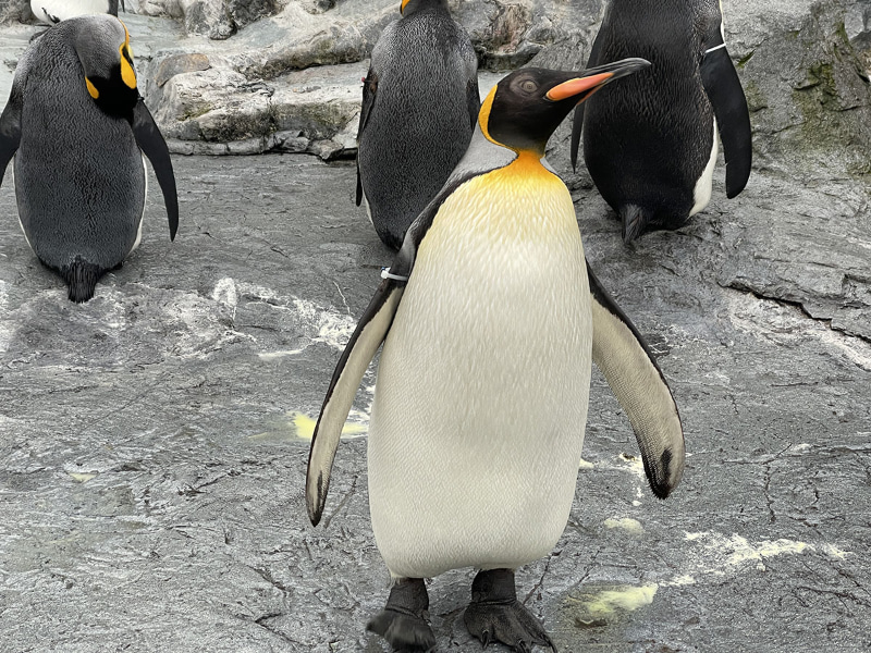 左は1.0倍広角カメラによるもの。中央は2.5倍望遠カメラによる写真で、右はその部分拡大。ちょっと寄れる望遠レンズがあると、テーマとなる被写体のみをより高画質で残せて便利だ。また、2.5倍望遠カメラはなかなかの解像感があると感じられる。