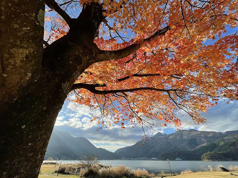 干し柿と紅葉。肉眼で見ると暖色がもう少し地味な感じがしたが、写真では少々「盛られている」感じ。だが、「こういうふうに写って欲しい」という色ではある