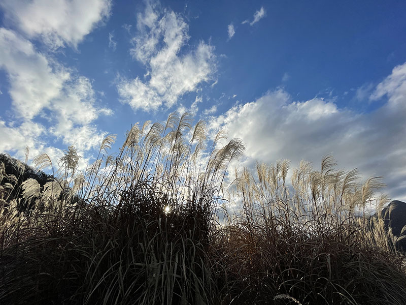 逆光で樹木やススキを撮影。良好なコントラストでスッキリした描写になった