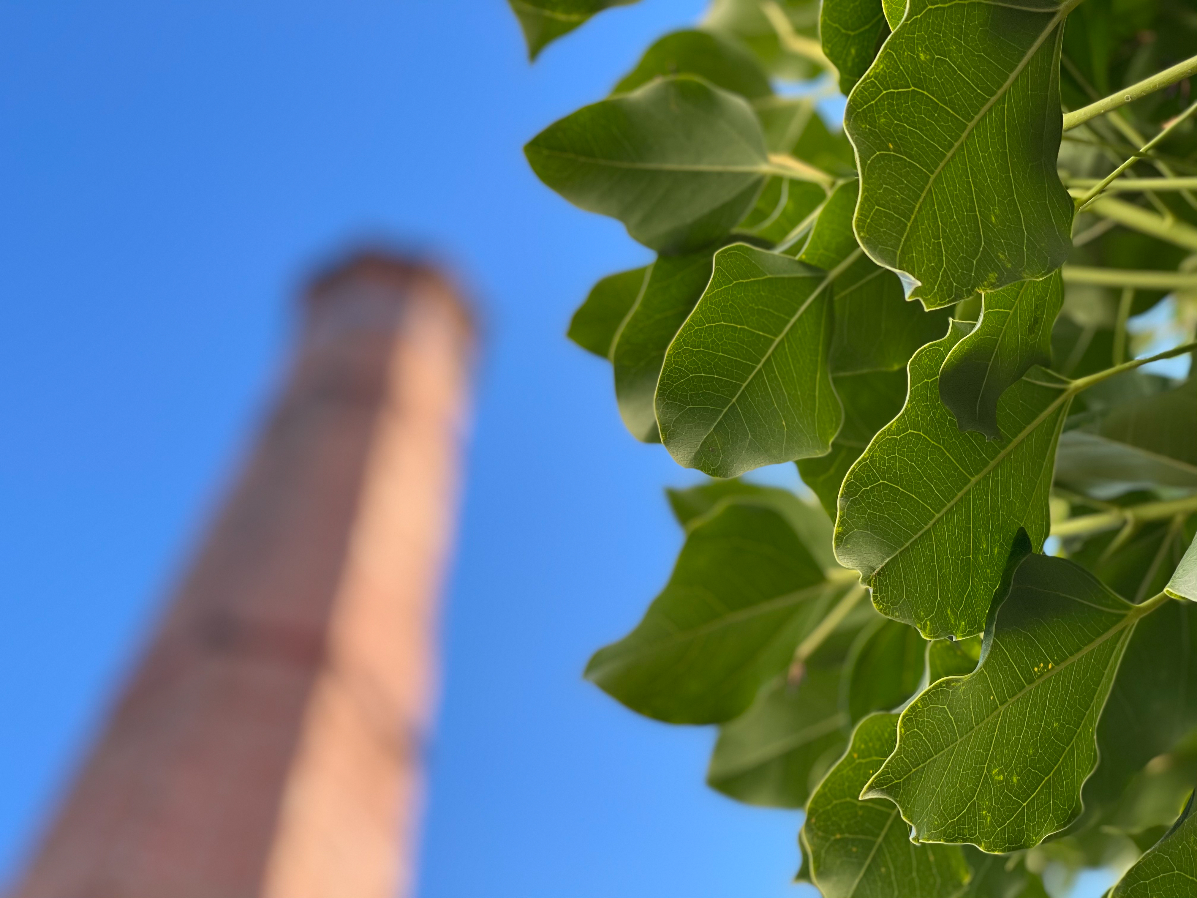 ポートレートモードはようやくGoogle Pixel 5に追いつきそうな気配だ。単純な被写体の境界判定はだいぶ向上したように思う。65mmの望遠カメラとの組み合わせは印象的なカットを撮影できるので、さまざま被写体を撮って良さを実感して欲しい