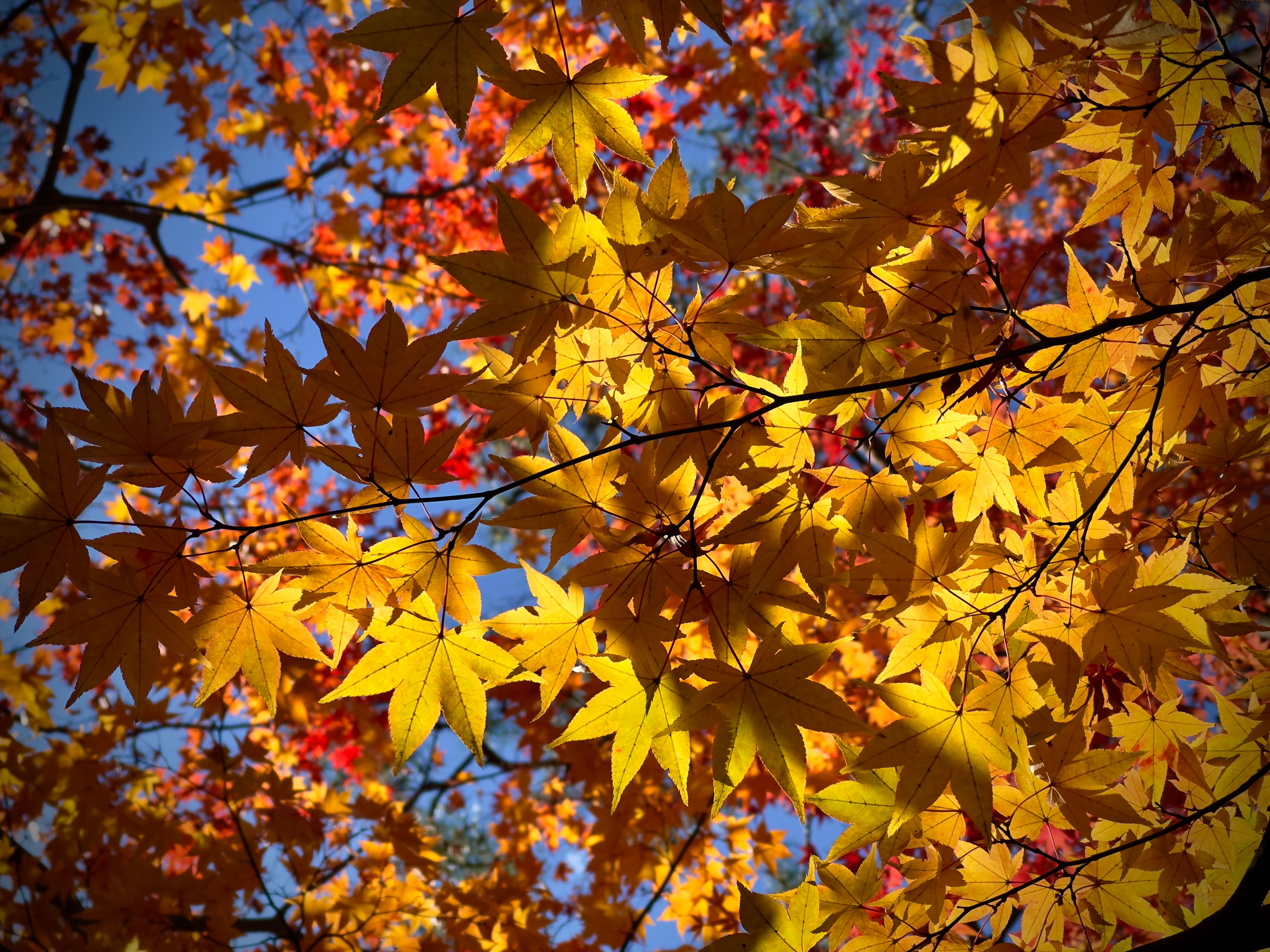 「iPhone 12 Pro Max」のRAW（DNG）を「Snapseed」で現像した。「iPhone 12 Pro Max」のデフォルト画像はやや彩度が高く露出過多の場合が多いので、自分なりに現像処理して好みの絵に作り上げよう