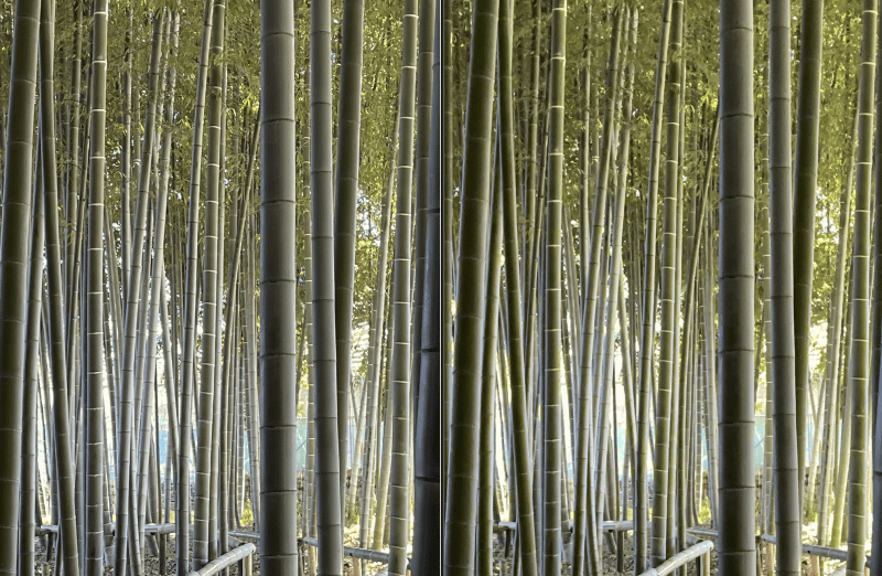 Mac版「Adobe Photoshop Lightroom Classic」で、「iPhone 12 Pro Max」のカメラで撮影したApple ProRAW（左）と、iOS版「Adobe Photoshop Lightroom Mobile」で撮影したRAW（DNG）を（右）比較してみた。「iPhone 12 Pro Max」のカットはホワイトバランスやコントラストなどだいぶ調整されているイメージに感じる。レタッチ耐性はほぼ同様だ。よりメリットを感じることができるアプリの登場が待たれる