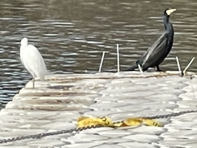 これはiPhone 12 Pro Maxの最大望遠。デジタルズーム倍率が約5倍と高めなので、画像細部がかなり荒れてしまう